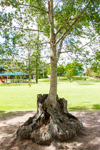 The Wishing Tree in St Martin's playground. 
